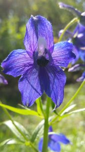 Tall larkspur in bloom on Crestmont Land Trust in Benton County Oregon