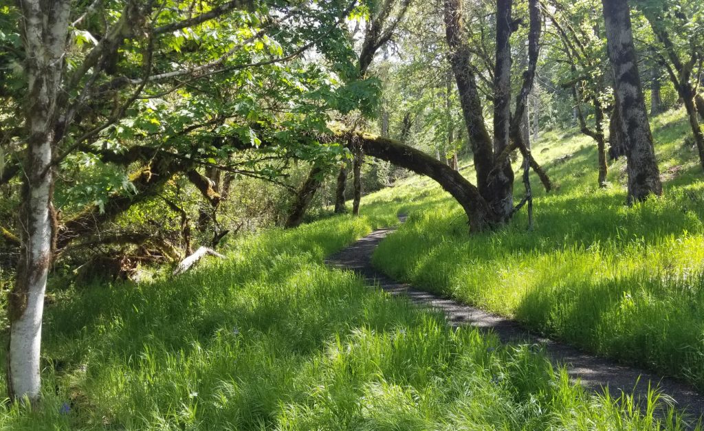 Bridge Trail on Crestmont Land Trust going through a lush green meadow and under an arching oak tree in Benton County Oregon