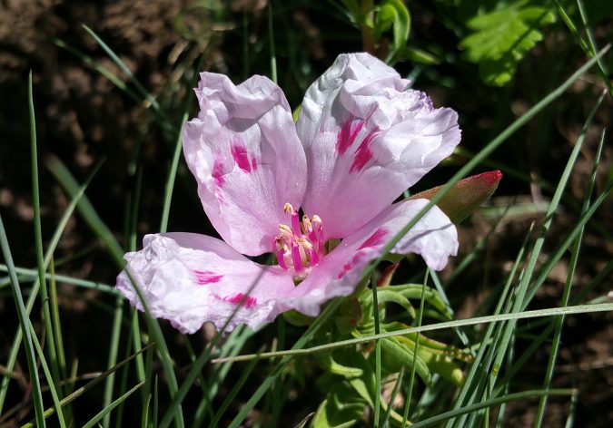 Photograph of a light pink colored Farewell to Spring (Clarkia amoena) flower on Crestmont Land Trust in Benton County Oregon